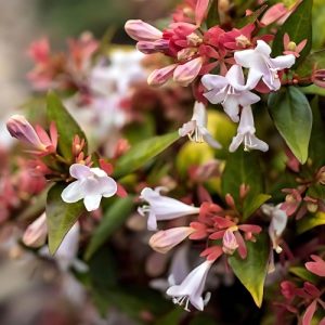 Glossy Abelia Alba White - Abelia x grandiflora 17cm