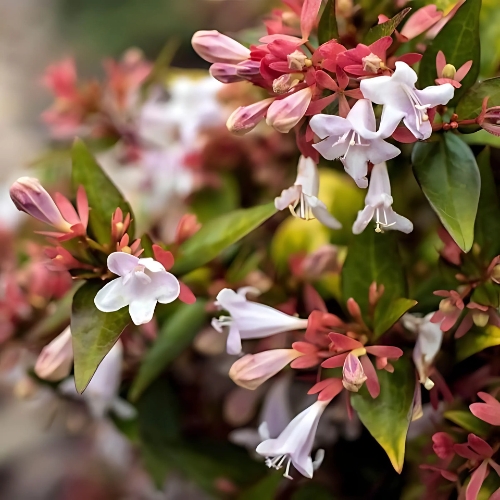 Glossy Abelia Alba White - Abelia x grandiflora 17cm