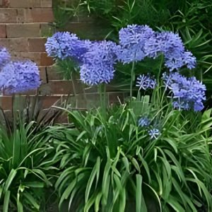 Agapanthus Nana Blue - Agapanthus 15cm
