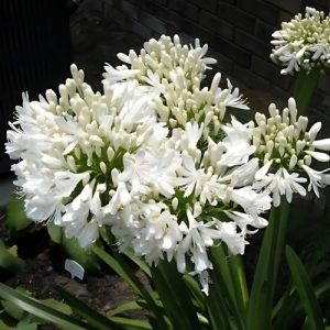 Agapanthus Nana White - Agapanthus 15cm