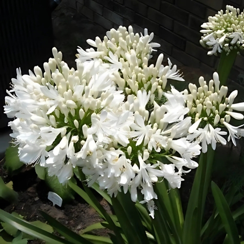 Agapanthus Nana White - Agapanthus 15cm