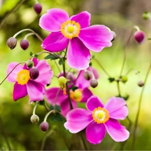 Japanese Anemone Hadspen Abundance Two Tone Pink - Anemone hupehensis 15cm