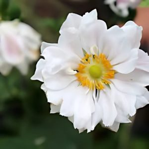 Japanese Anemone Whirlwind White - Anemone x hybrida 17cm