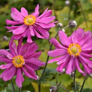 Japanese Anemone Prinz Heinrich Double Deep Pink - Anemone hupehensis 17cm