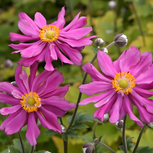 Japanese Anemone Prinz Heinrich Double Deep Pink - Anemone hupehensis 17cm