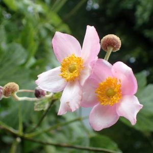 Japanese Anemone Robustissima Single Pink - Anemone tomentosa 15cm