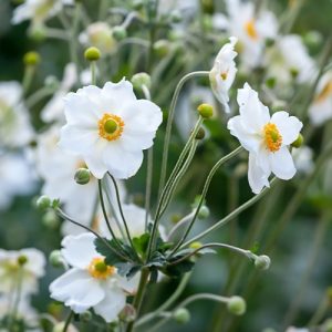Japanese Anemone Honorine Jobert Single White - Anemone x hybrida 15cm