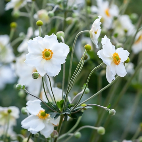 Japanese Anemone Honorine Jobert Single White - Anemone x hybrida 15cm