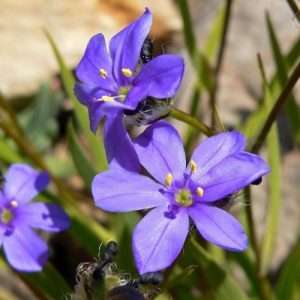 Blue Stars - Aristea ecklonii 15cm
