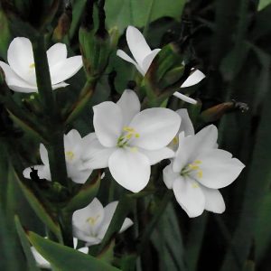 White Eyed Grass - Aristea ecklonii 15cm