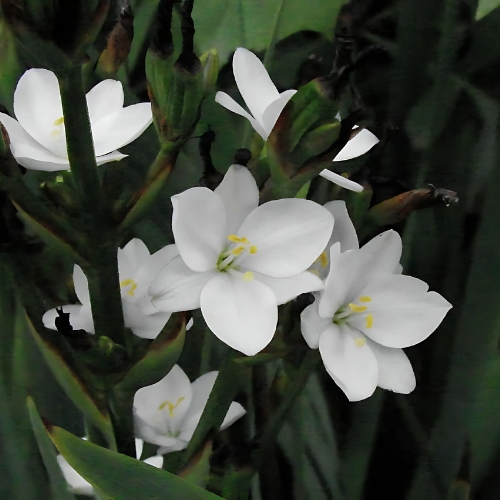 White Eyed Grass - Aristea ecklonii 15cm