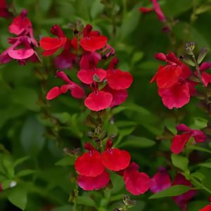 Salvia Radio Red - Salvia greggii 15cm