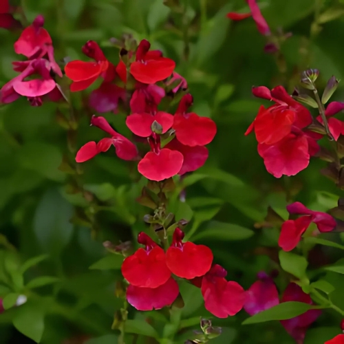 Salvia Radio Red - Salvia greggii 15cm
