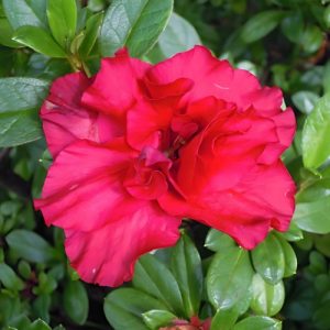 Azalea Claude Goyet - Azalea indica 17cm
