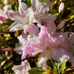 Azalea Blush Pink - Azalea indica 17cm