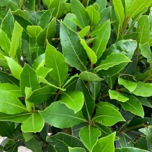 Bay Leaf Tree - Laurus nobilis 10kg