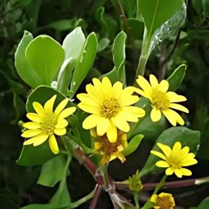 Chrysanthemoides Monilifera - Osteospermum moniliferum 20cm