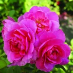 blossom magic rose