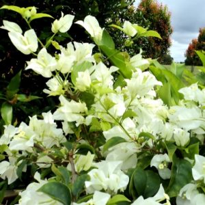 Bougainvillea Alba - Bougainvillea 20L
