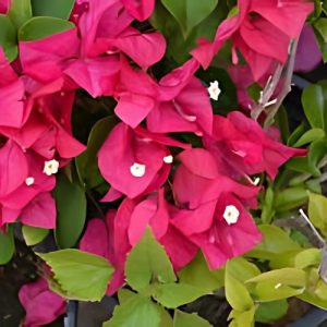 Bougainvillea Barbara Karst - Bougainvillea 22cm
