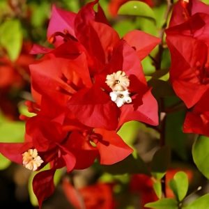 Bougainvillea Beryl Red - Bougainvillea 22cm