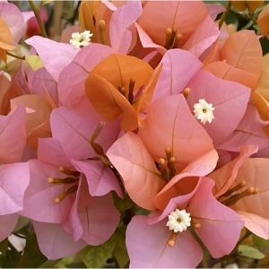 Bougainvillea Blondie - Bougainvillea 20L