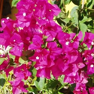 Bougainvillea Brilliant - Bougainvillea 22cm