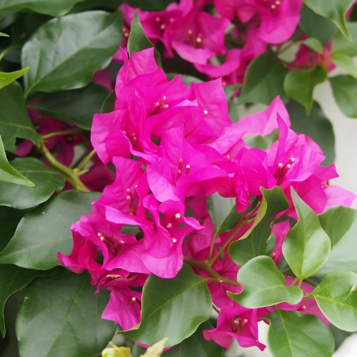 Bougainvillea Crimson Jewel - Bougainvillea 22cm