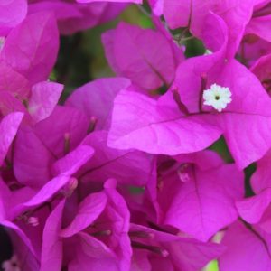 Bougainvillea Cypherii - Bougainvillea 22cm