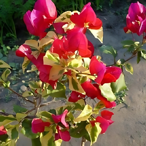Bougainvillea Dauphine - Bougainvillea 20L