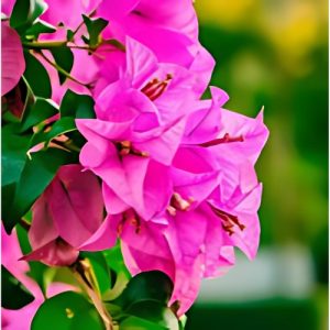 Bougainvillea Durban - Bougainvillea 22cm