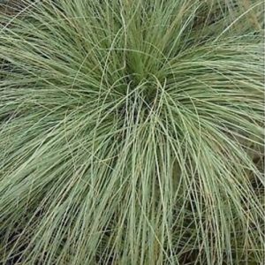 Carex Amazon Mist - Carex comans 15cm
