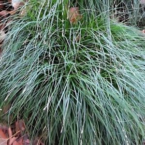 Carex China Blue - Carex chathamica 15cm