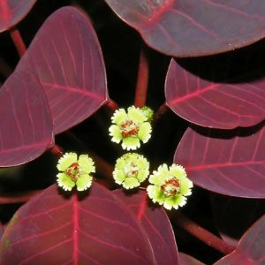 Caribbean Copper Plant - Euphorbia cotinifolia 15cm