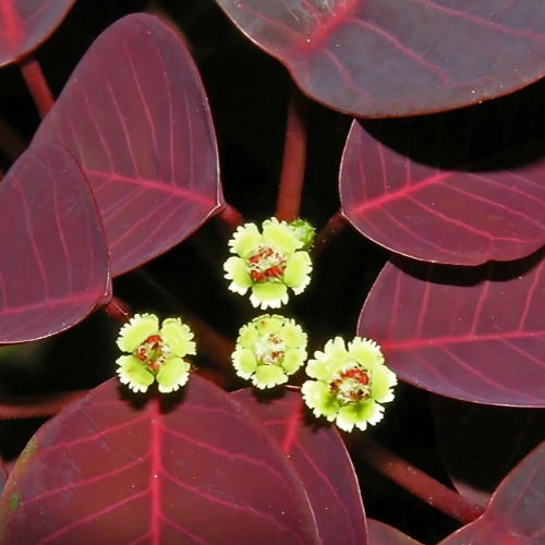 Caribbean Copper Plant - Euphorbia cotinifolia 15cm