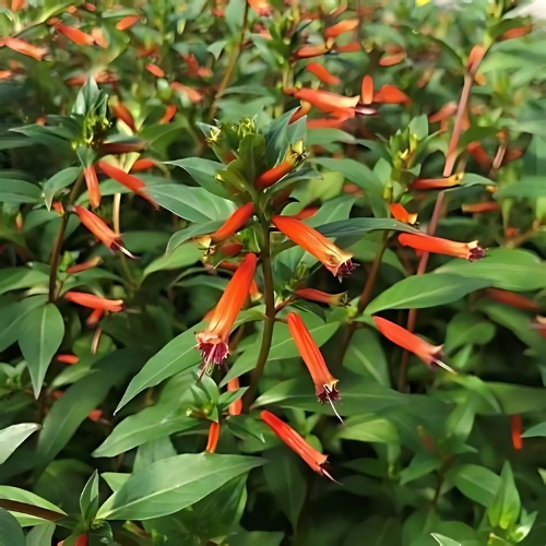 Cigar Flower Firecracker - Cuphea ignea 17cm