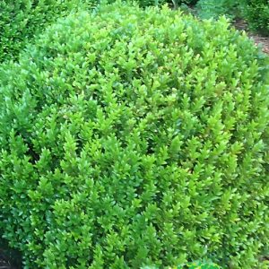 Common Boxwood - Buxus sempervirens 22cm