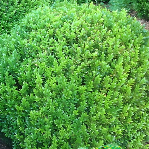 Common Boxwood - Buxus sempervirens 22cm