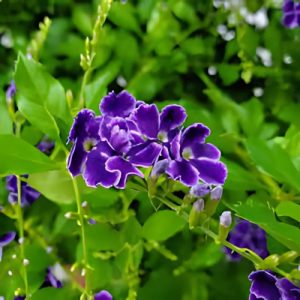 Duranta Sapphire Showers - Duranta erecta 15cm