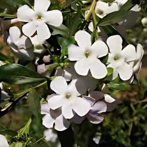 Honey Bell Bush White - Freylinia tropica 17cm