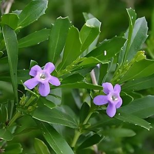 Honey Bell Bush Blue - Freylinia tropica 17cm