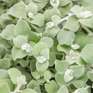 Licorice Plant - Helichrysum petiolare 15cm