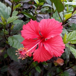 Hibiscus Autumn Leaf - Hibiscus rosa-sinensis 22cm