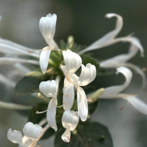 Ribbon Bush White - Hypoestes aristata 17cm