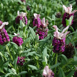 Spanish Lavender Belle Rouge - Lavandula stoechas 15cm