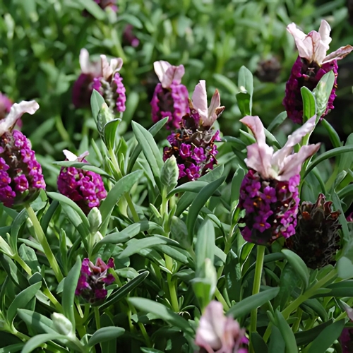 Spanish Lavender Belle Rouge - Lavandula stoechas 15cm