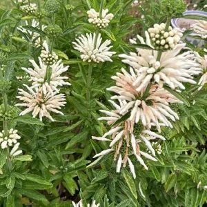 Lions Tail White - Leonotis leonurus alba 17cm