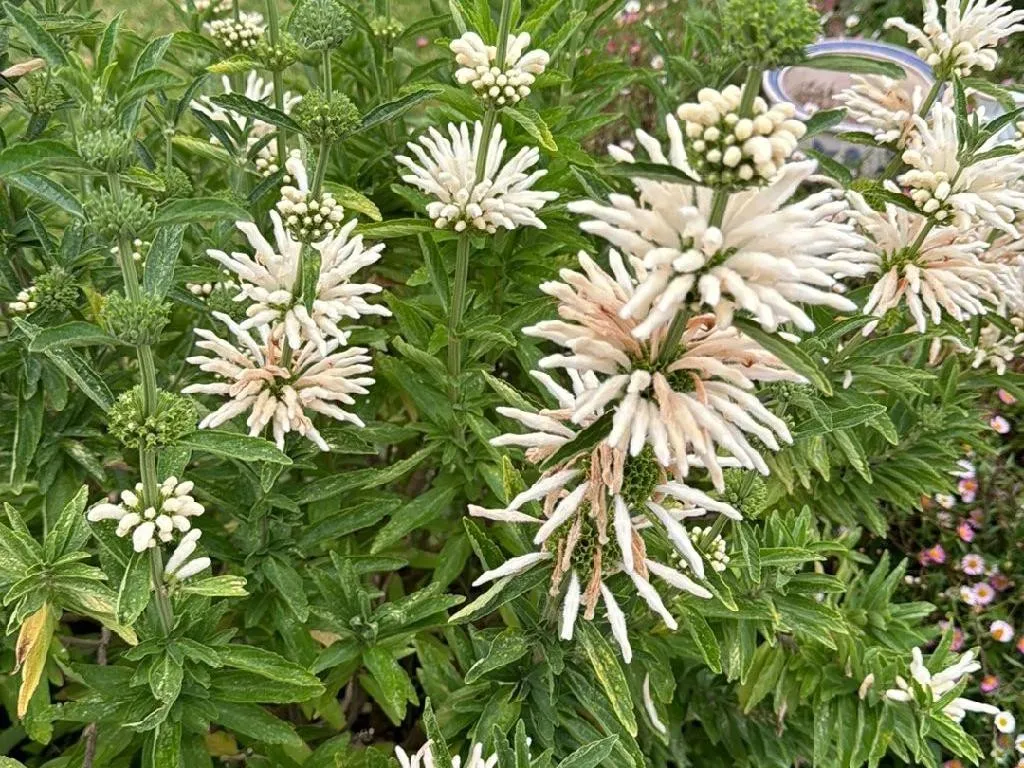Lions Tail White - Leonotis leonurus alba 17cm