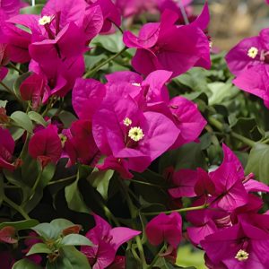 Bougainvillea Elizabeth Angus - Bougainvillea 22cm