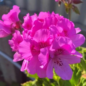 Regal Geranium Deep Magenta - Pelargonium x domesticum 15cm